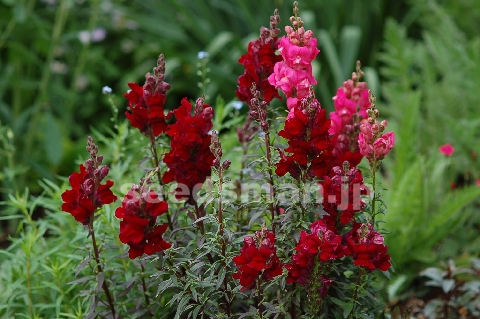 antirrhinum_nanum_BlackPrince070511.jpg