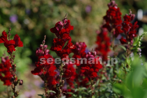 antirrhinum_nanum_BlackPrince070620.jpg