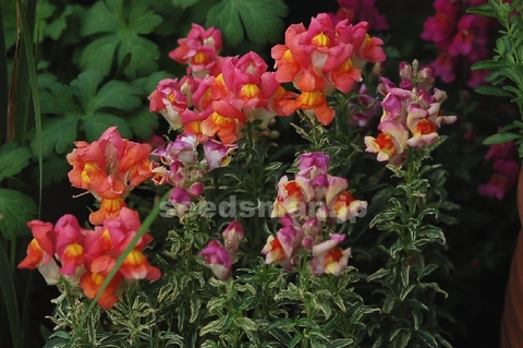antirrhinum_nanum_FrostedFlames070519.jpg