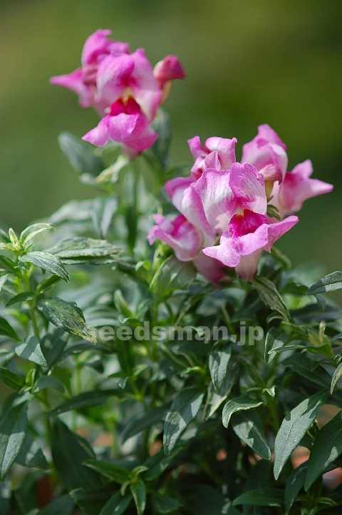 antirrhinum_nanum_FrostedFlames070706-2.jpg