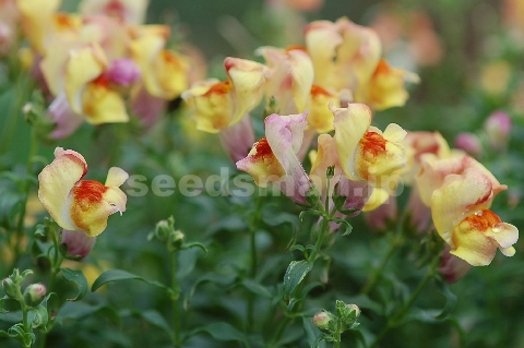 antirrhinum_nanum_FrostedFlames070816.jpg