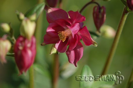 aquilegia_070427.jpg