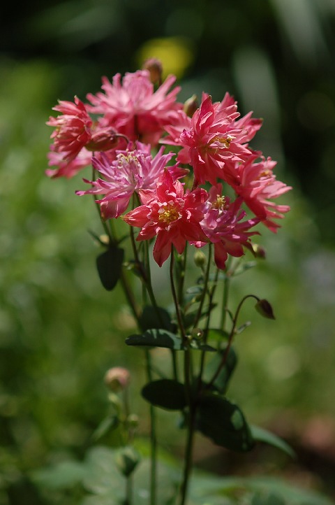 aquilegia_ClementineSalmonRose090501.jpg
