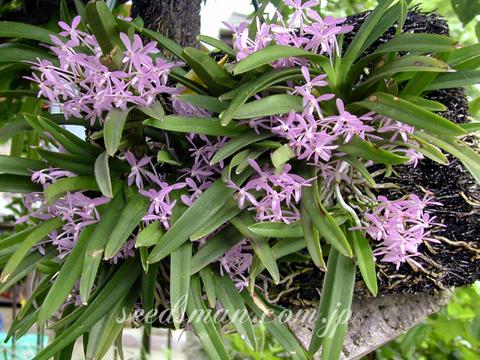 Ascofinetia 'Cherry Blossom'
