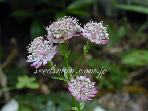 Astrantia major