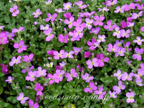 Aubrieta 'Rich Rose'