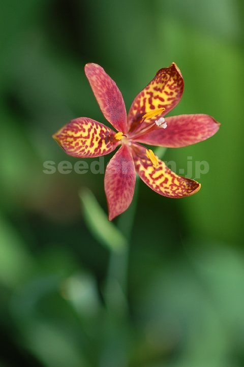 belamcanda_chinensis_LeopardLilyMixed060930.jpg