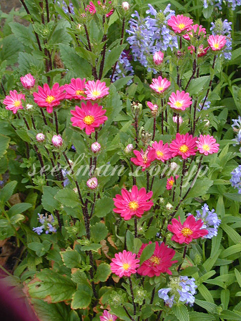 callistephus_chi040621-2.jpg
