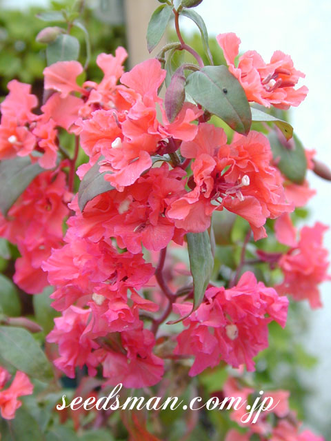 clarkia_appleblossom030615.jpg