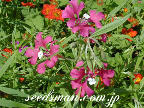 clarkia_asterixmix030509.jpg