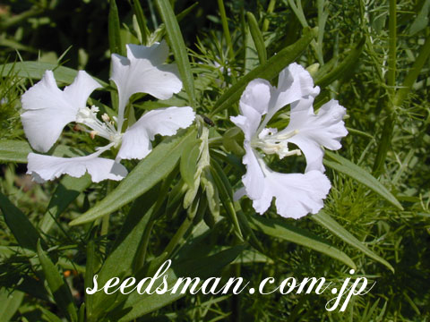 clarkia_asterixmix0305092.jpg