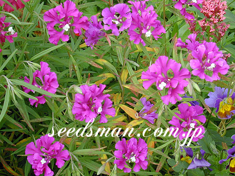 clarkia_asterixmix030513.jpg