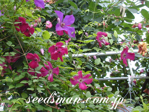 clematis_viticellaR030613.jpg
