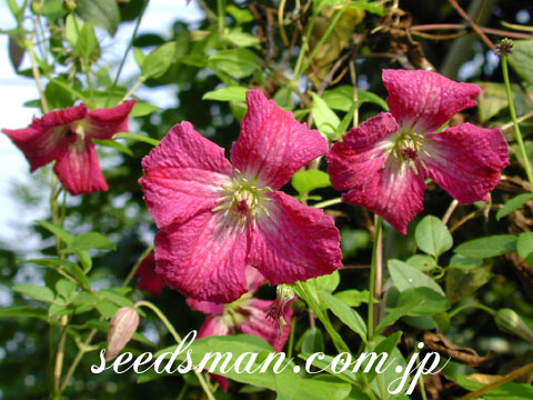 clematis_viticellaR040806.jpg