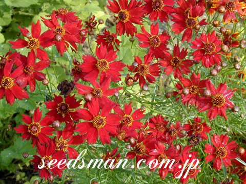 coreopsis_mahogany030622.jpg
