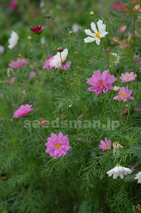 cosmos_bipinnatus_DoubleClick070622.jpg