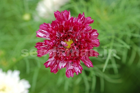 cosmos_bipinnatus_DoubleClick070630.jpg