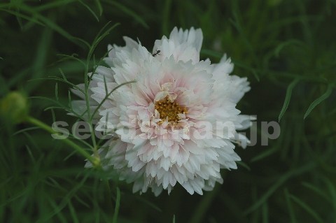 cosmos_bipinnatus_DoubleClick070704.jpg