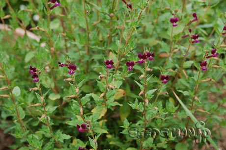 cuphea_lanceolata070628-2.jpg