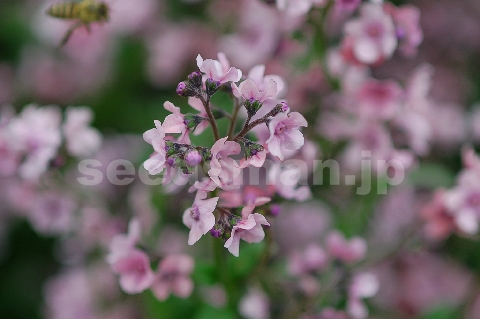 cynoglossum_amabile_PinkShower060523-2.jpg