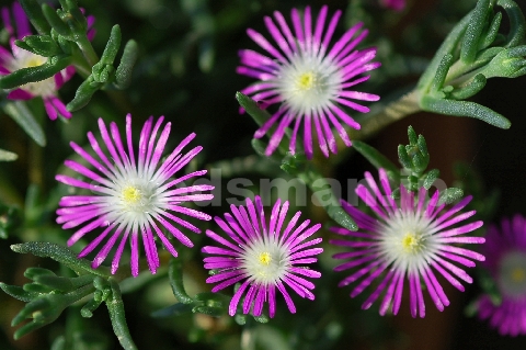 delosperma_floribunda_Stardust070619-2.jpg
