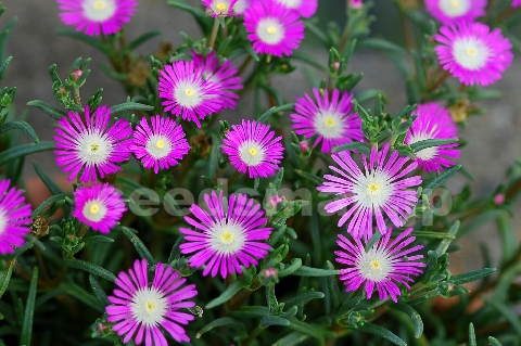 delosperma_floribunda_Stardust070619.jpg
