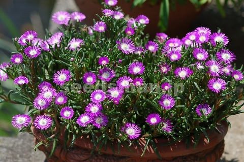delosperma_floribunda_Stardust070621.jpg
