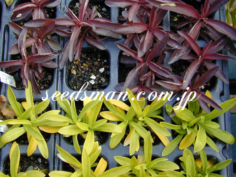 dianthus_Backbear030128.jpg