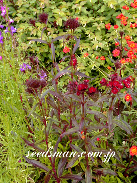 dianthus_Backbear040507.jpg