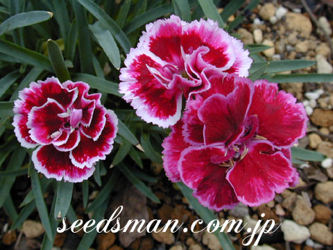 dianthus_Castell050511.jpg