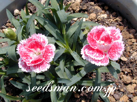 dianthus_Flamingo050430.jpg