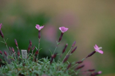 dianthus_LaBourboule090505.jpg