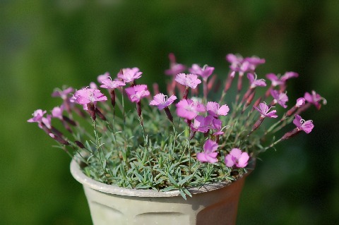 dianthus_LaBourboule090510-1.jpg