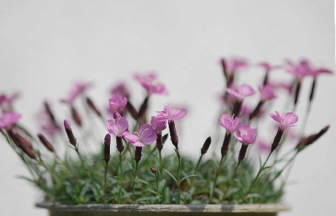 dianthus_LaBourboule090510-3.jpg
