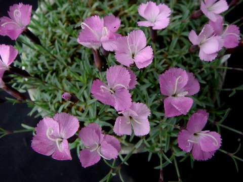 dianthus_LaBourboule090512-1.jpg