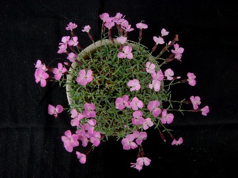 dianthus_LaBourboule090512-2.jpg