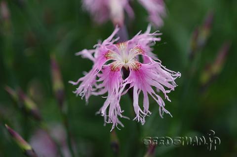 dianthus_Rainbow070424-thumb.jpg