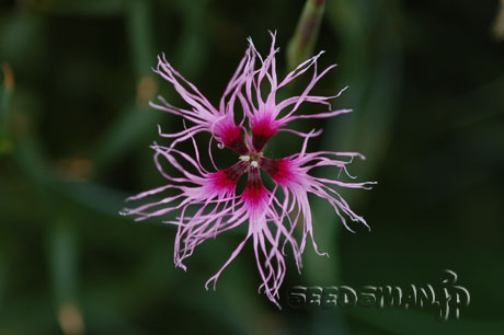 dianthus_RainbowLovelinessMixed070519.jpg