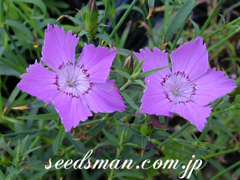dianthus_SibelianB050611.jpg