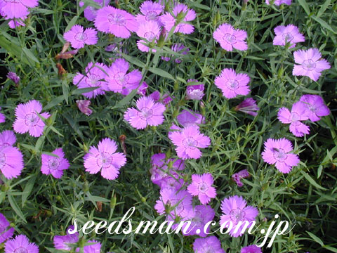 dianthus_SibelianB050701.jpg