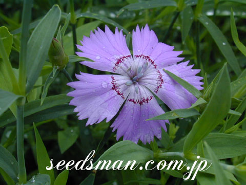 dianthus_SibelianBlues050617.jpg