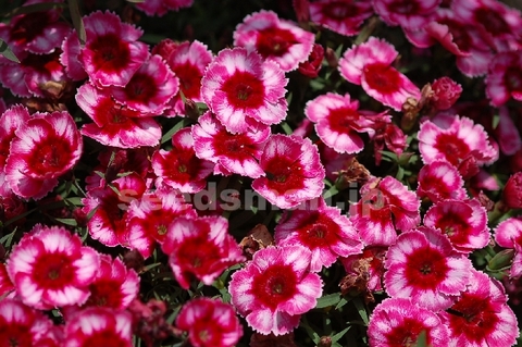 dianthus_SuperParfaitRaspberry070527.jpg