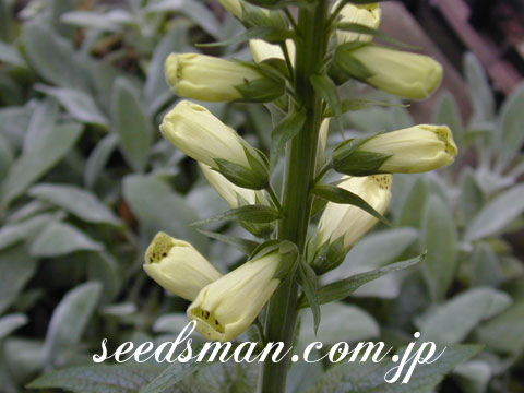 digitalis_Mix030513.jpg