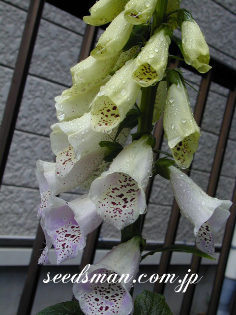 digitalis_SEMix030516.jpg