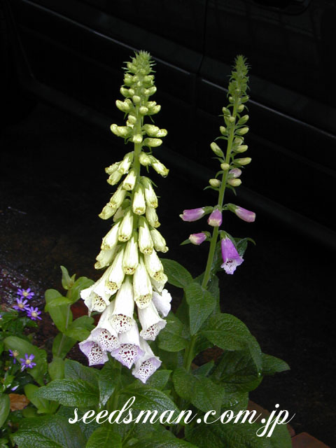 digitalis_SEMix0305162.jpg