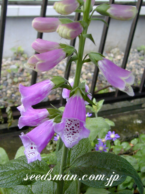 digitalis_SEMix0305192.jpg