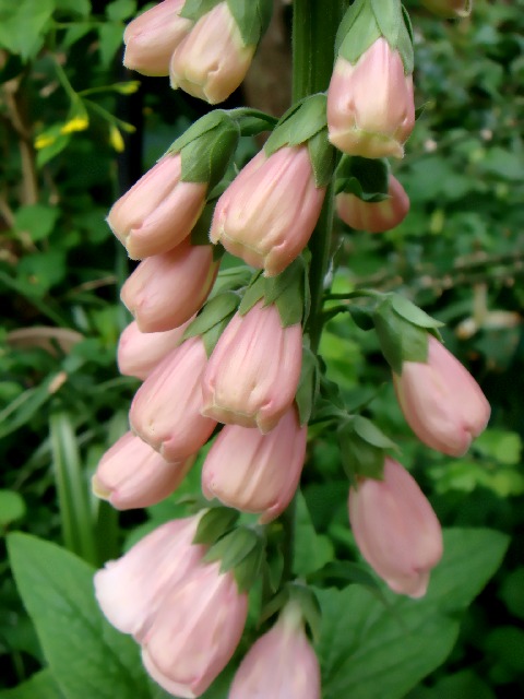digitalis_purpurea_Apricot090512-D4007.jpg