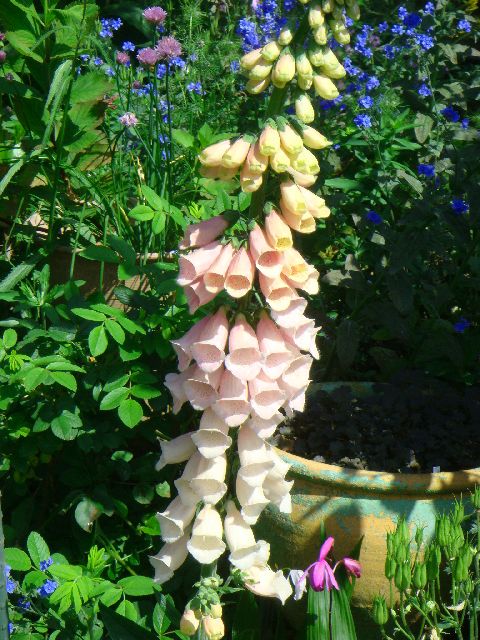 digitalis_purpurea_Apricot090518.jpg