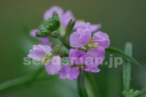 erysimum_linifoliumLittleKissLilac060519.jpg