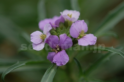 erysimum_linifoliumLittleKissLilac060524.jpg